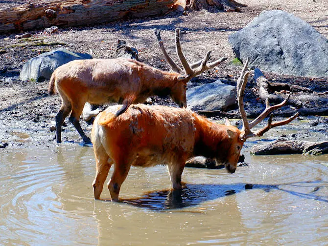 The Bronx Zoo in New York Animals Drinking