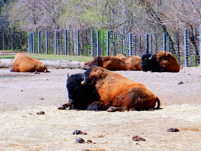 The Bronx Zoo in New York Animals Relaxing