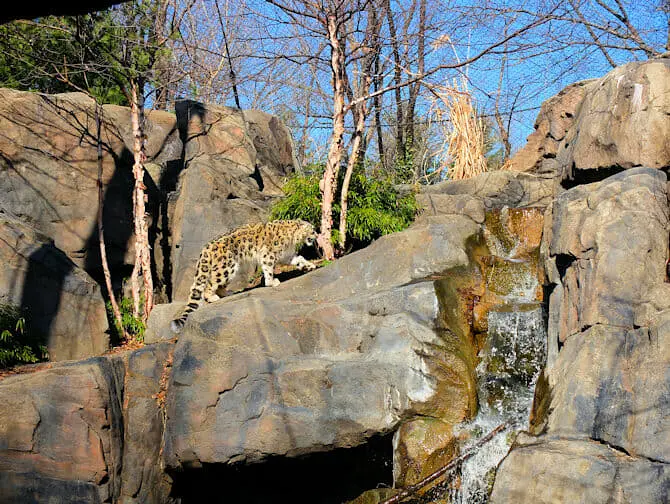Central Park Zoo Tickets Snow Leopard